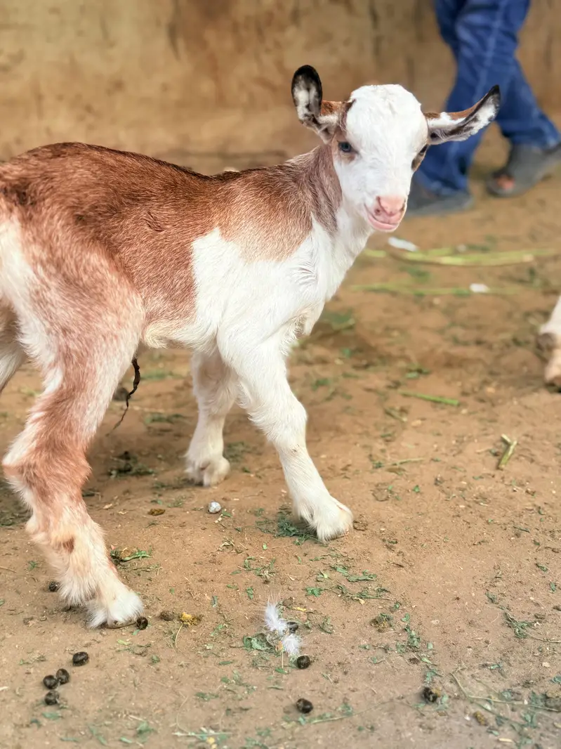 Bakri with male kid — photo 5