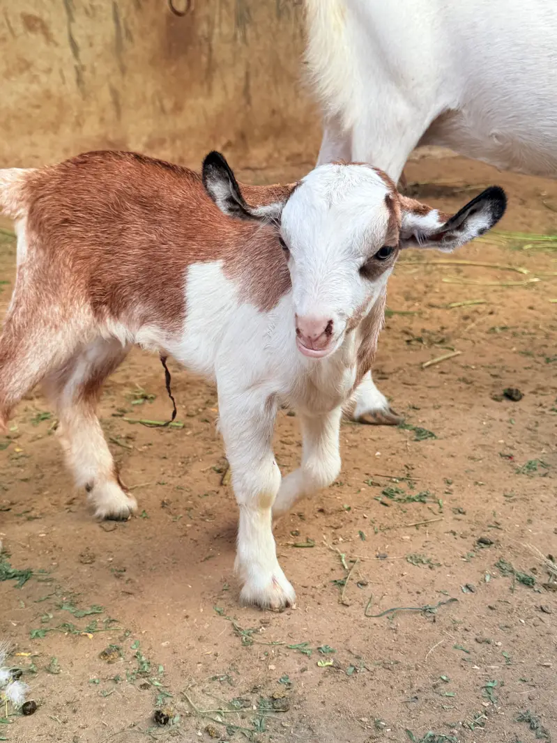 Bakri with male kid — photo 6