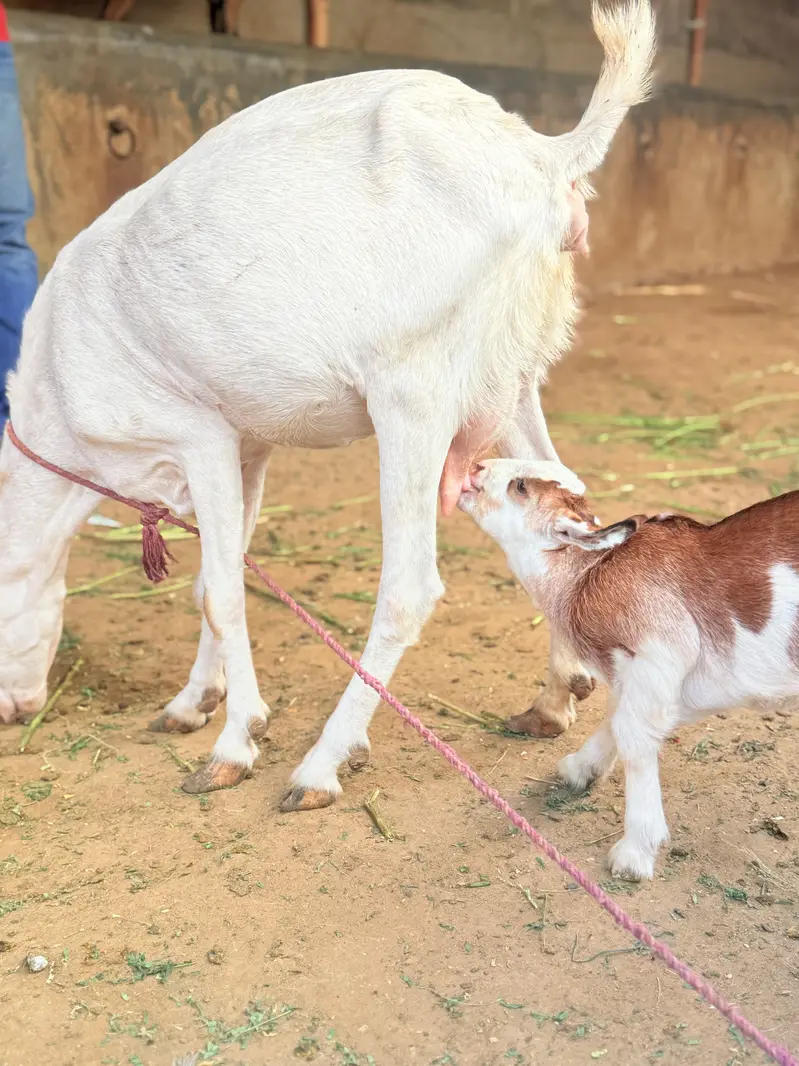 Bakri with male kid — photo 7