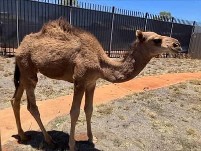 camel
