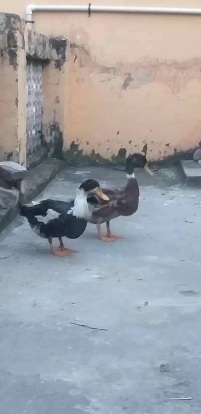 Male Duck for Sale