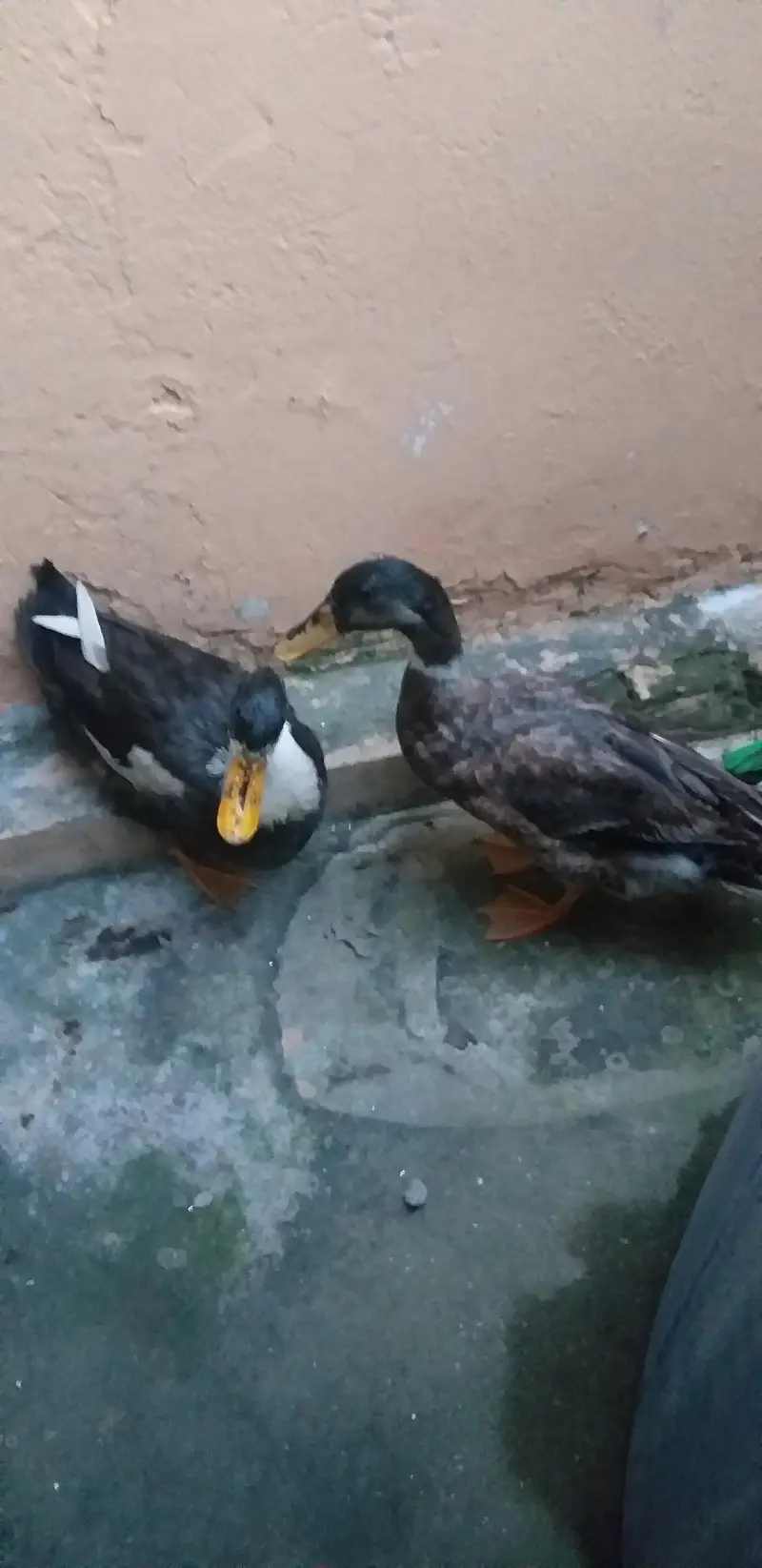 Male Duck for Sale — photo 2