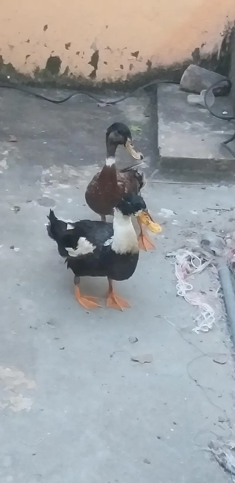 Male Duck for Sale — photo 3