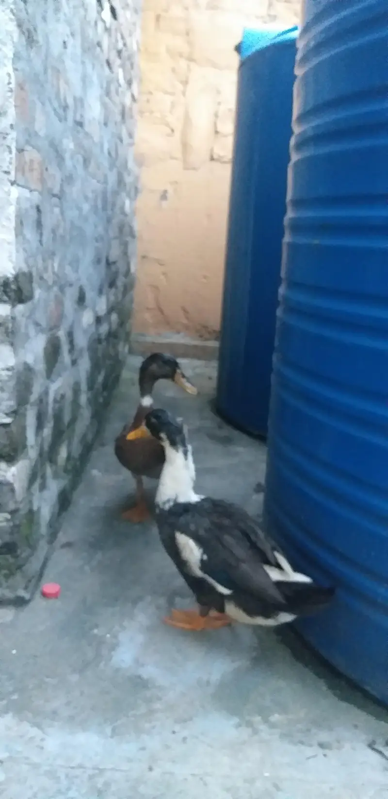 Male Duck for Sale — photo 4