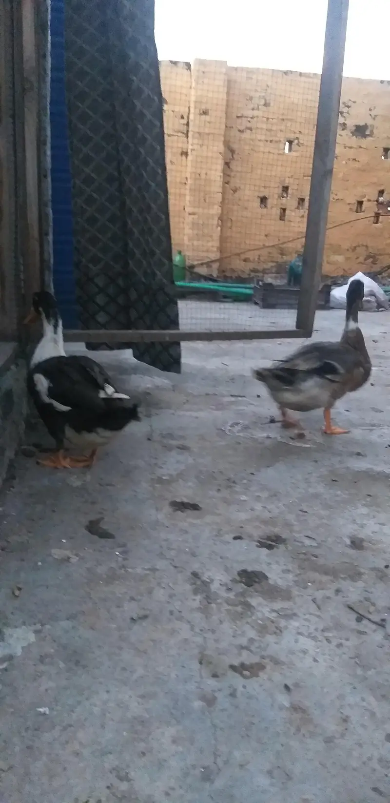 Male Duck for Sale — photo 5