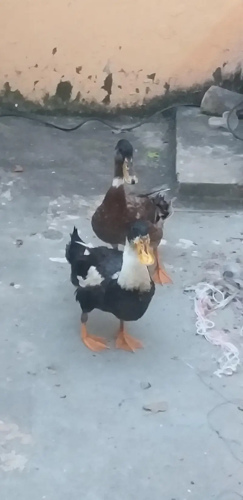 Male Duck for Sale — photo 6