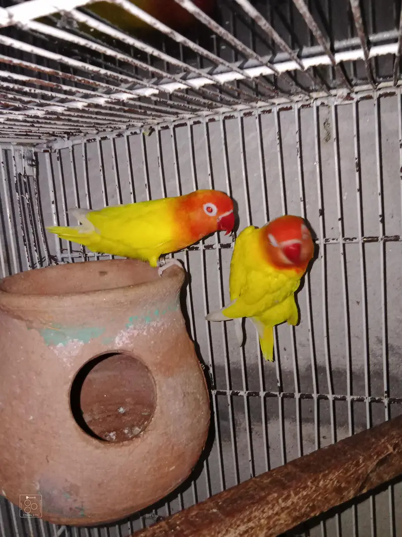 Love Bird + cage folding — photo 2