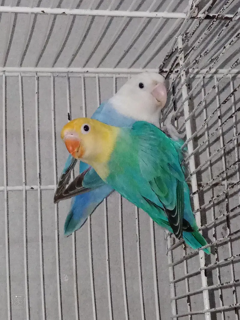 Love Bird + cage folding — photo 3