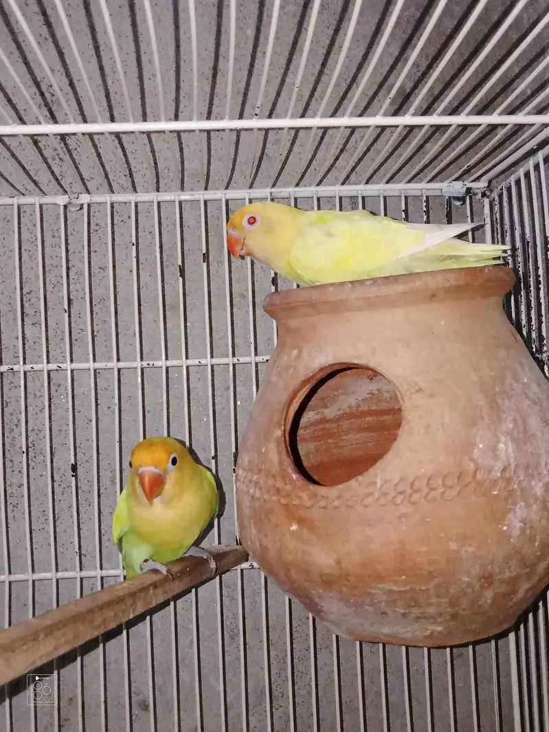 Love Bird + cage folding — photo 4