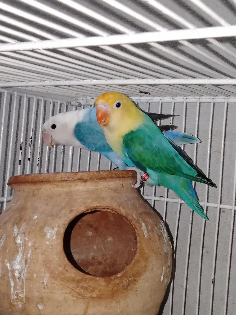 Love Bird + cage folding — photo 5