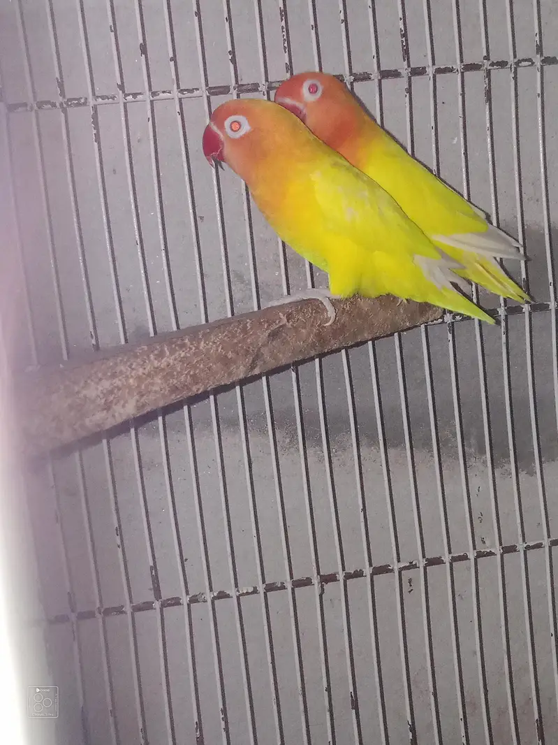 Love Bird + cage folding — photo 6