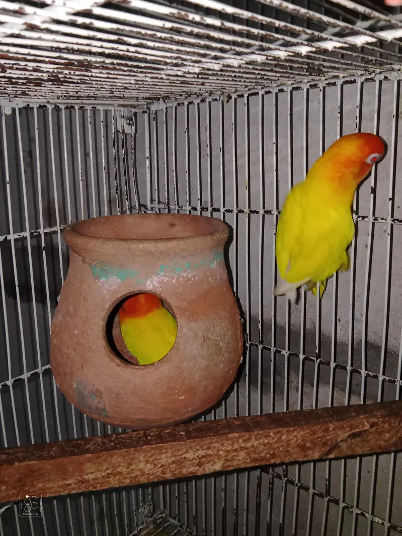 Love Bird + cage folding — photo 7