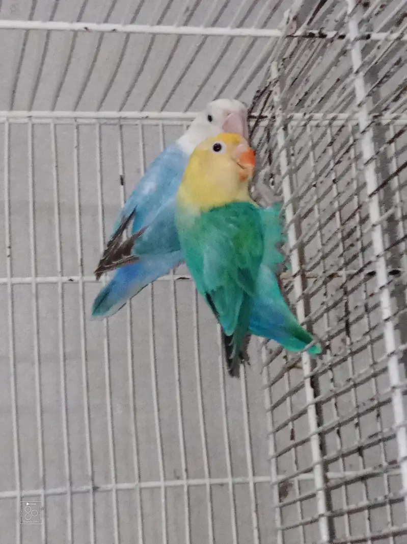Love Bird + cage folding — photo 8