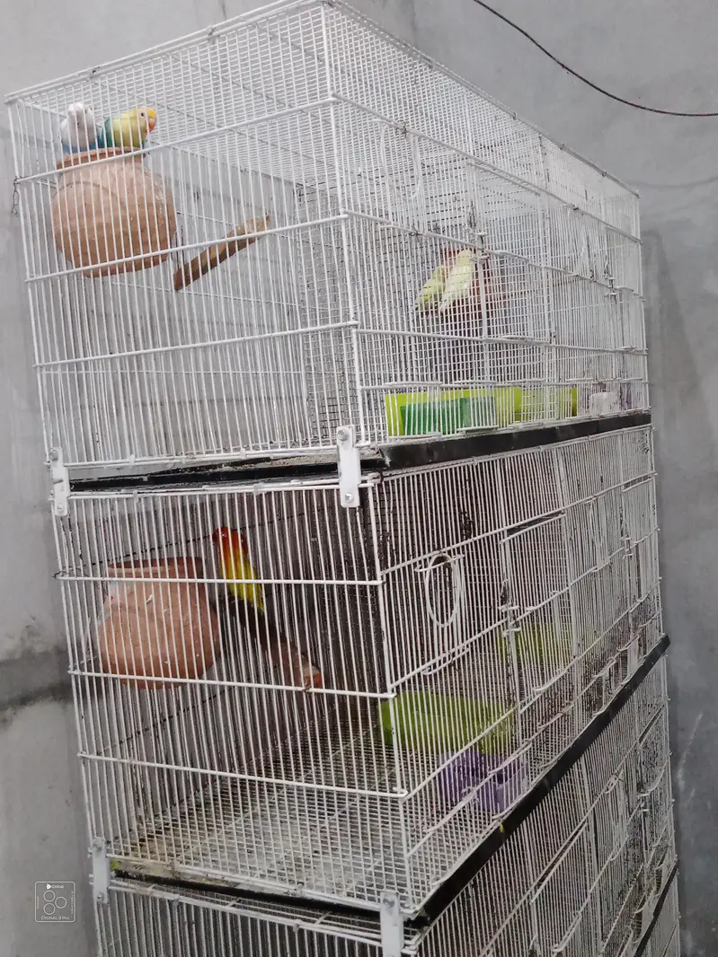 Love Bird + cage folding — photo 9
