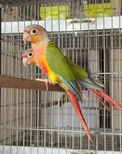 Pineapple Conure pair with DNA
