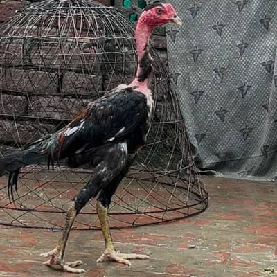 Viet Ganoi Aseel Fast Game Bird