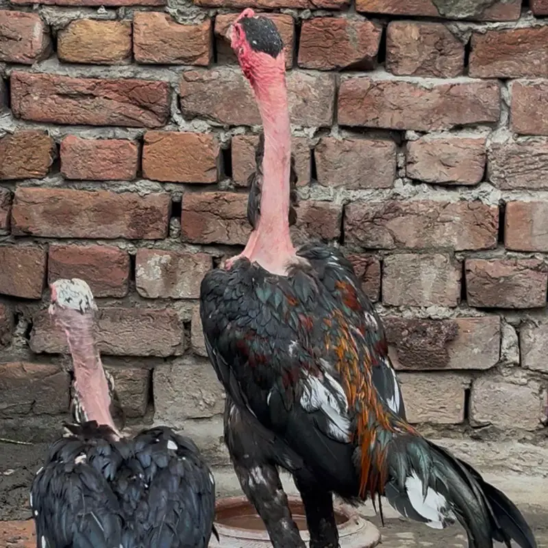 Viet Ganoi Fast Game Bird — photo 2