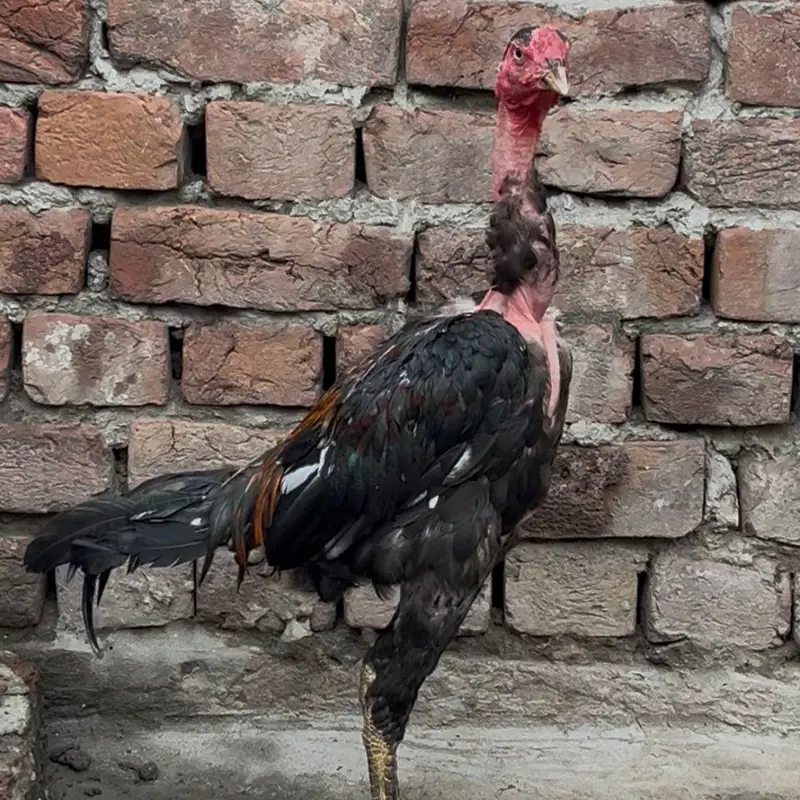 Viet Ganoi Fast Game Bird — photo 3