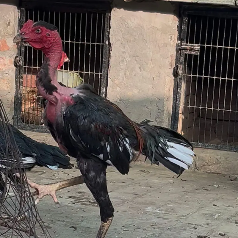Viet Ganoi Fast Game Bird — photo 4