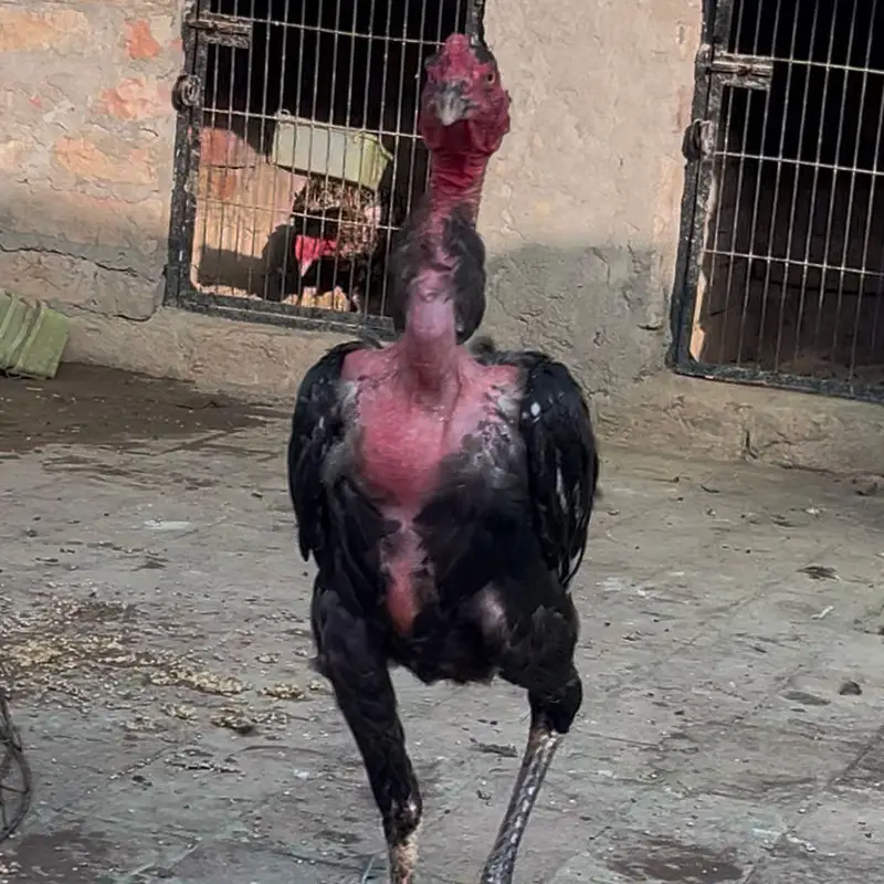 Viet Ganoi Fast Game Bird — photo 5