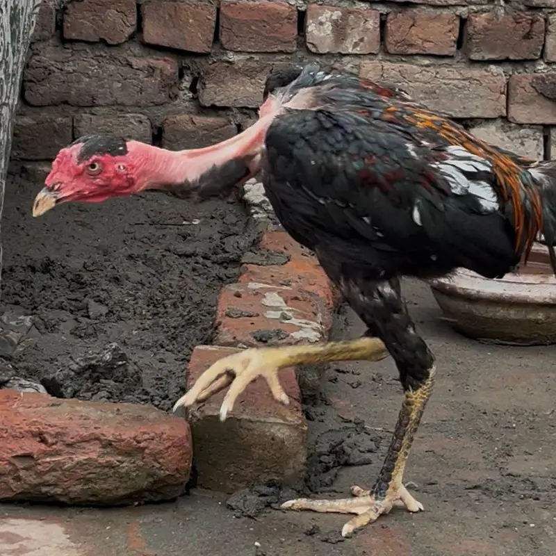 Viet Ganoi Fast Game Bird — photo 6