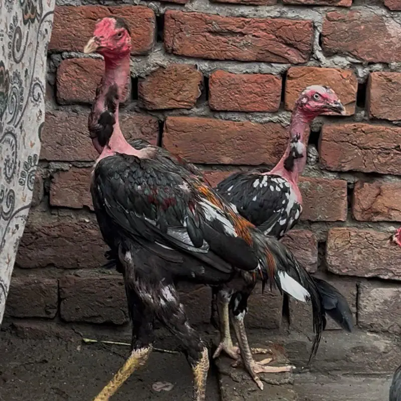 Viet Ganoi Fast Game Bird — photo 7