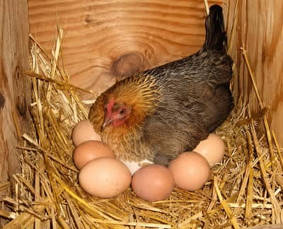 Murgi ky eggs ham se lyn