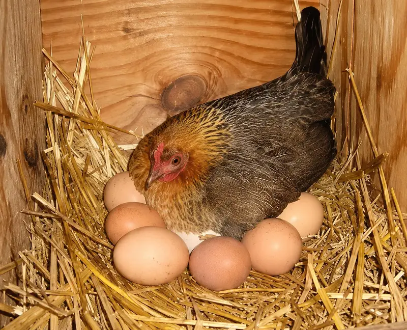 Murgi ky eggs ham se lyn