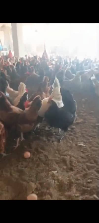 golden misri / egyptian fayoumi / fayoumi / misri / eggs laying hens