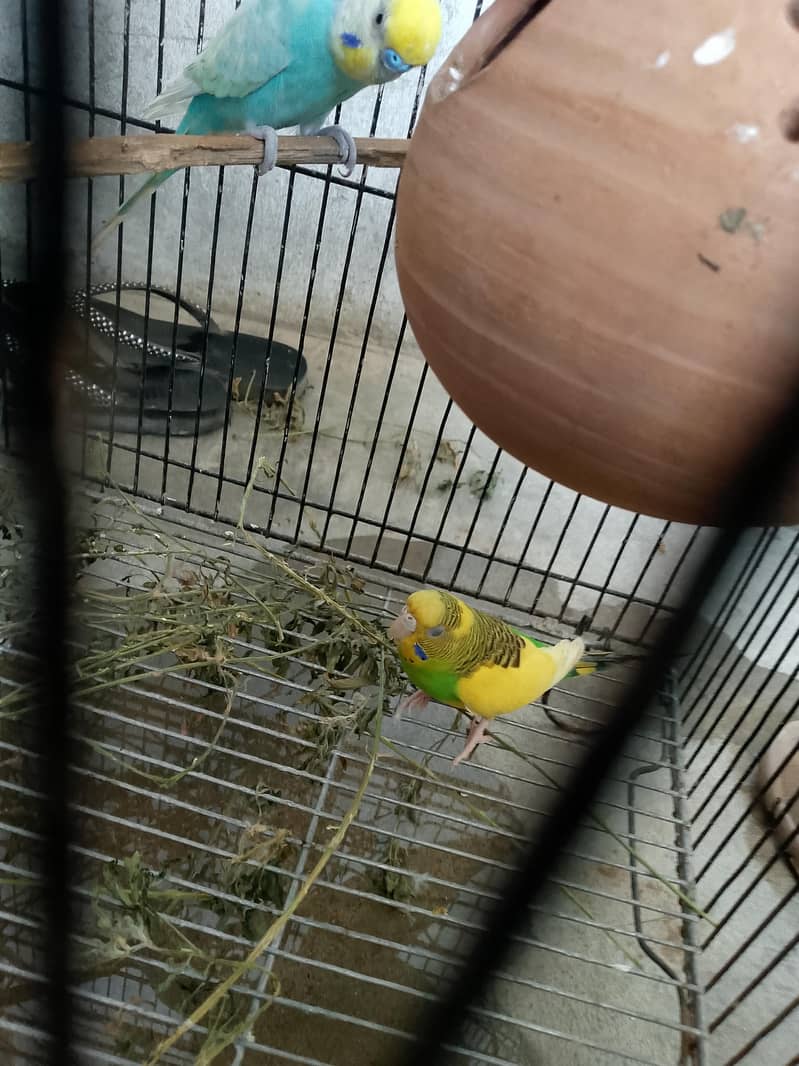 biridar payar 2