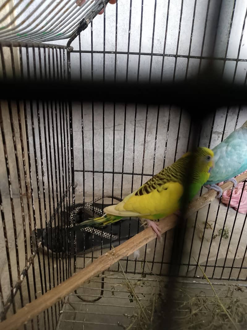 biridar payar 3