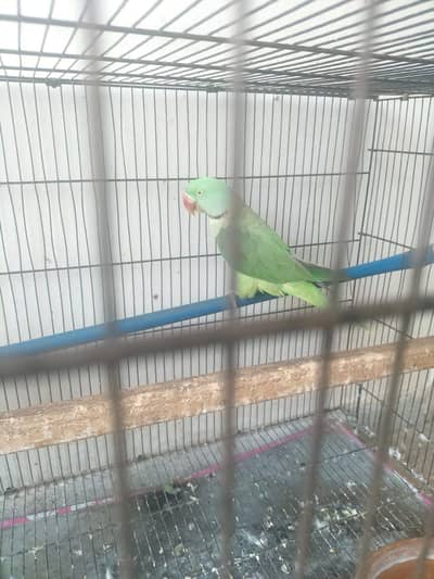 Breeder Pair