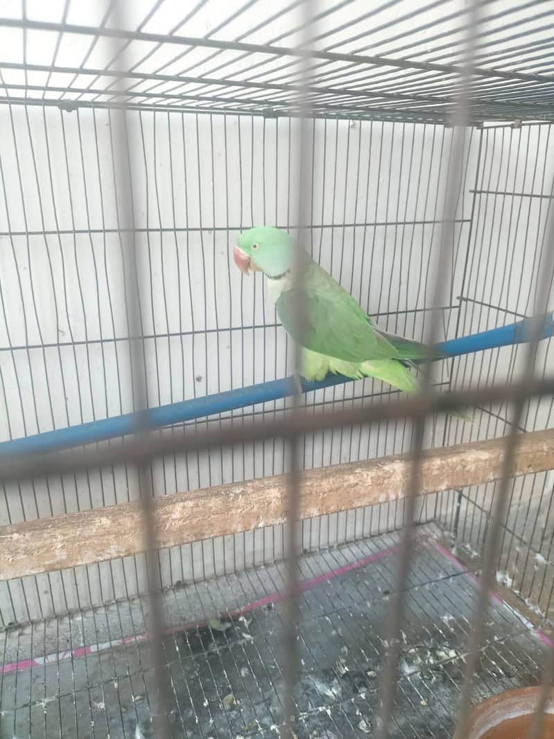 Breeder Pair 0