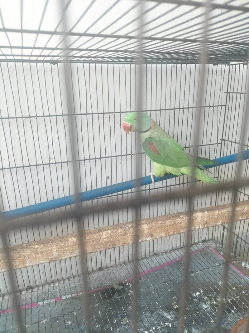 Breeder Pair 1