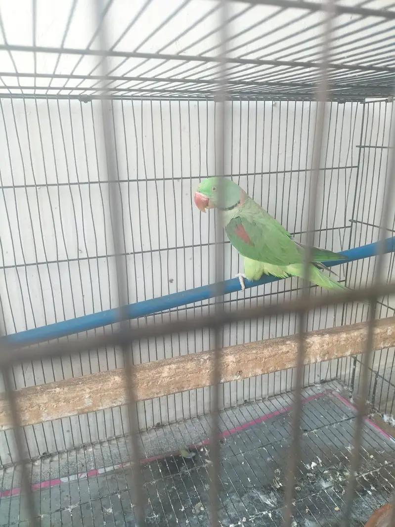 Breeder Pair — photo 2
