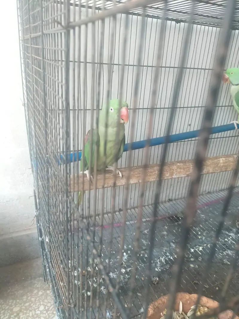 Breeder Pair — photo 3