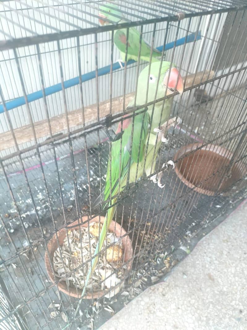 Breeder Pair 3