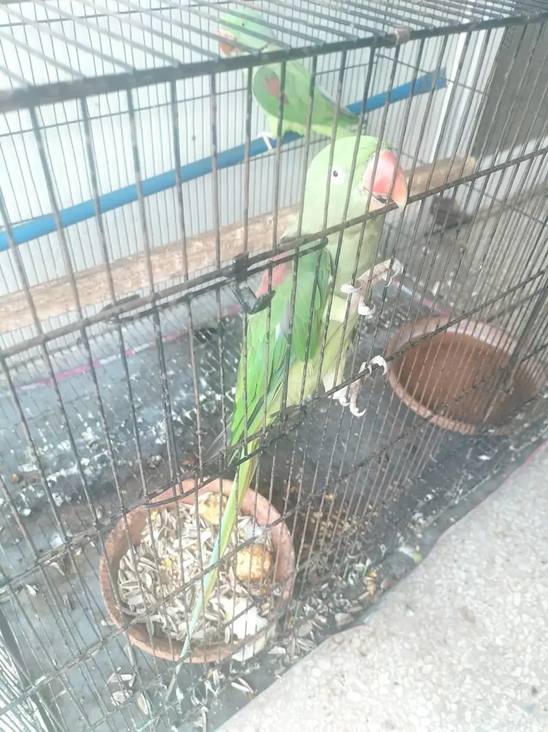 Breeder Pair — photo 4