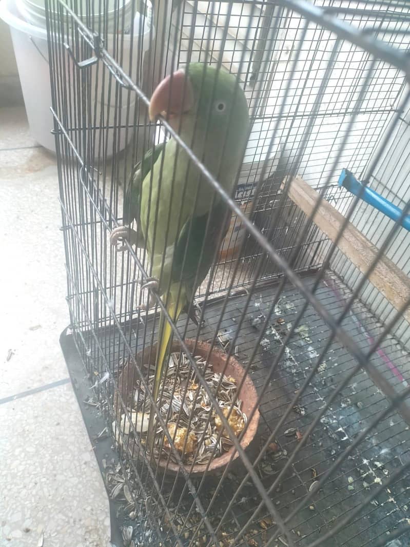 Breeder Pair 4