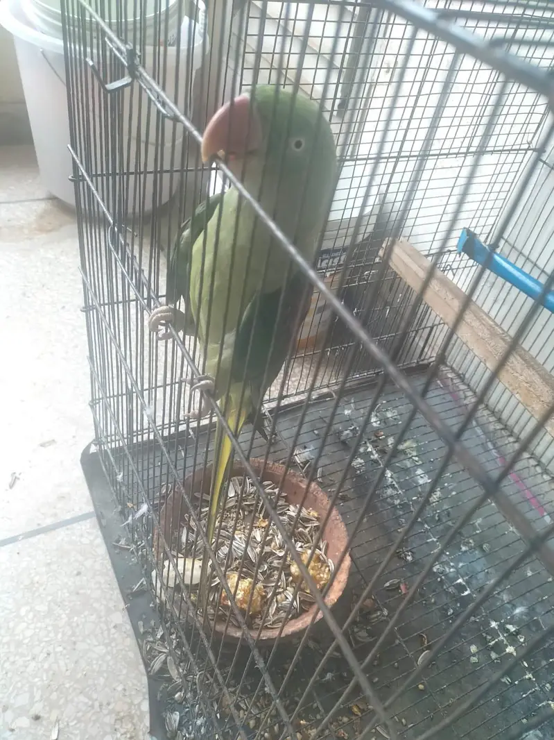 Breeder Pair — photo 5