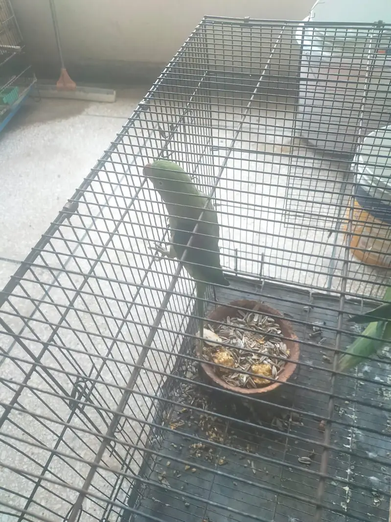 Breeder Pair — photo 6