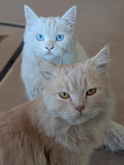 Ragdoll | female cat | Avilen blue eyes