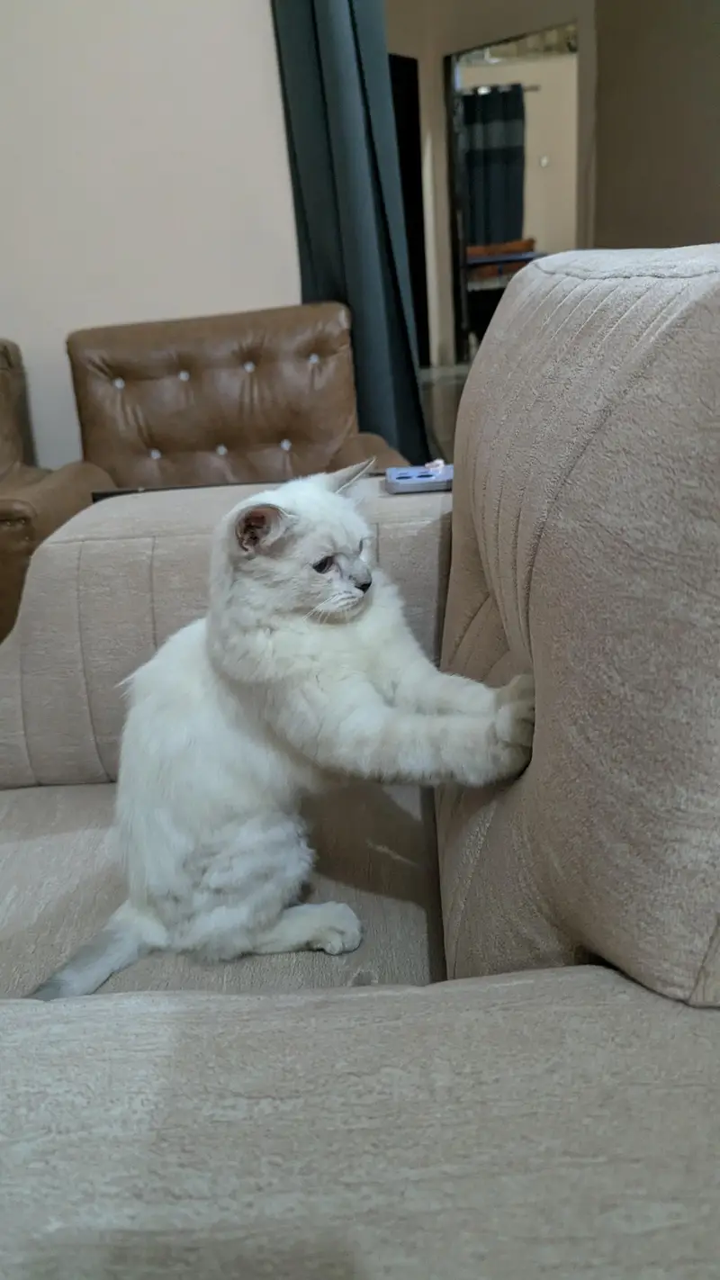 female cat | Avilen blue eyes — photo 2