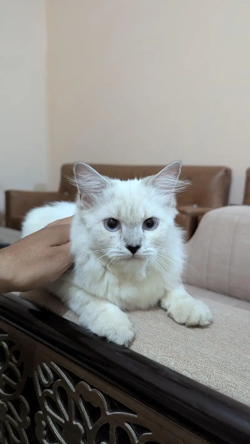 female cat | Avilen blue eyes — photo 3