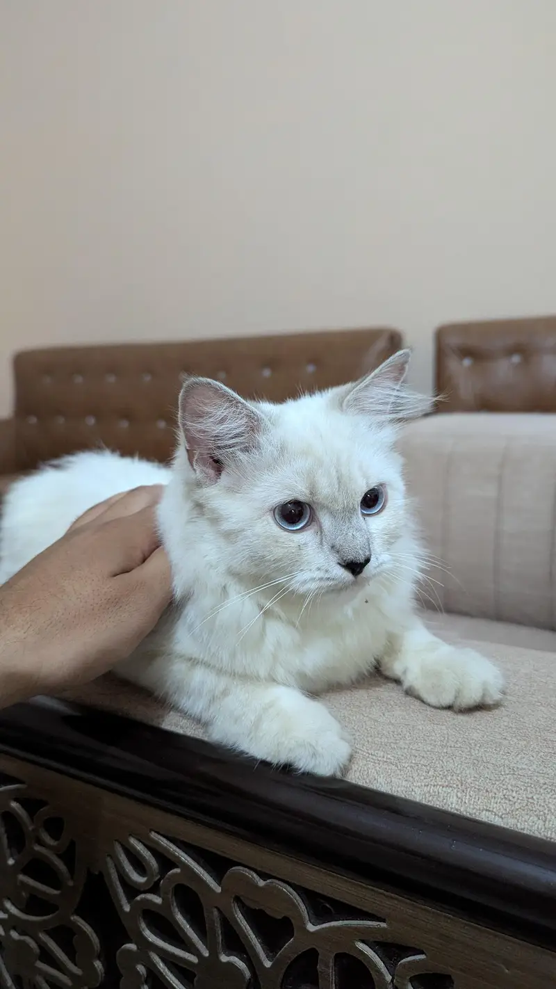 female cat | Avilen blue eyes — photo 4