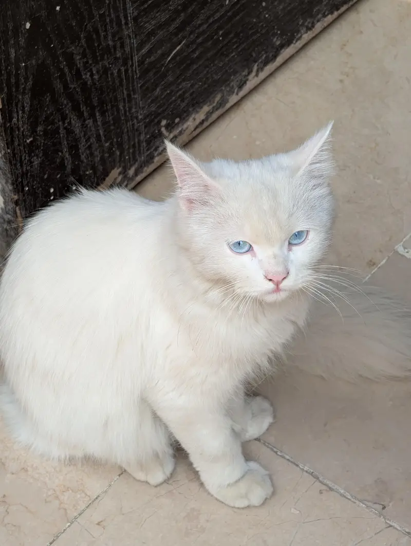 female cat | Avilen blue eyes — photo 5