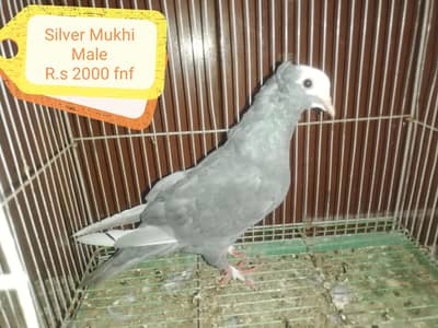 Mukhi Pigeons