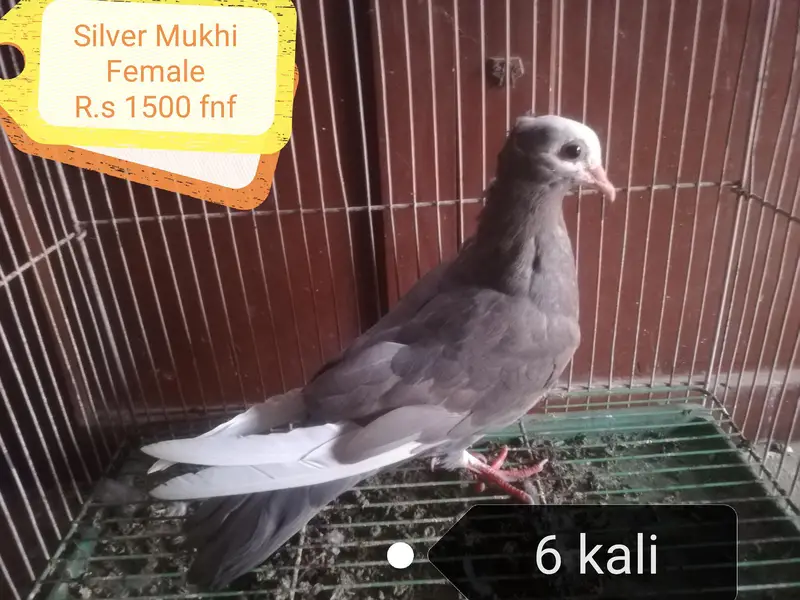 Mukhi Pigeons — photo 2