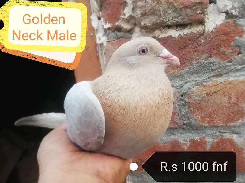 Mukhi Pigeons — photo 3