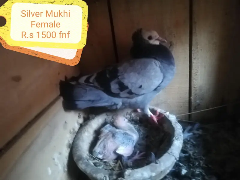Mukhi Pigeons — photo 4